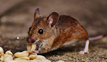 24 Hour & Emergency Exterminators in E Bridgewater, MA